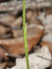 Caladenia minor