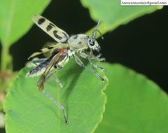 Chlorophorus diadema