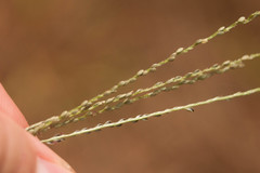 Digitaria violascens