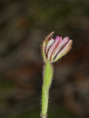 Caladenia minor