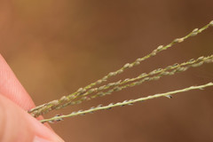 Digitaria violascens