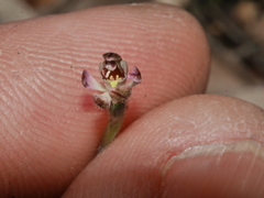 Caladenia minor