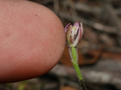Caladenia minor