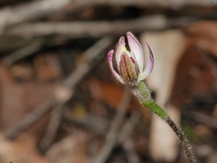 Caladenia minor