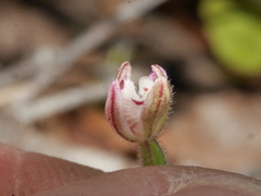 Caladenia minor