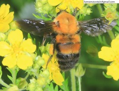 Bombus opulentus