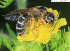 Halictus quadricinctus