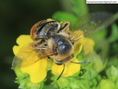 Eucera pekingensis