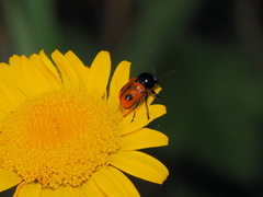 Cryptocephalus bipunctatus