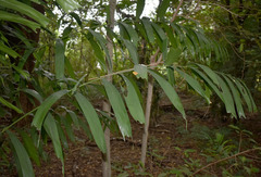 Ptychosperma macarthurii