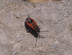 Melanocoryphus tristrami