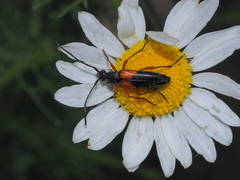 Stenurella jaegeri