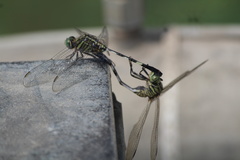 Orthetrum sabina