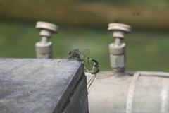 Orthetrum sabina