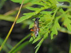 Macrophya rufipes