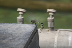 Orthetrum sabina