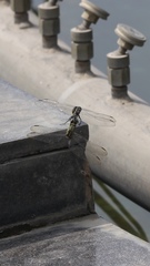Orthetrum sabina
