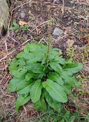 Rumex obtusifolius