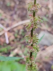 Rumex obtusifolius