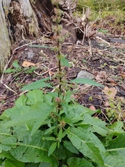 Rumex obtusifolius