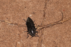 Merimna atrata