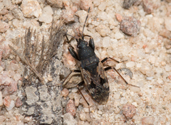 Euander lacertosus
