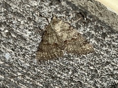 Ascotis fortunata