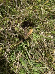 Sonchus novae-zelandiae