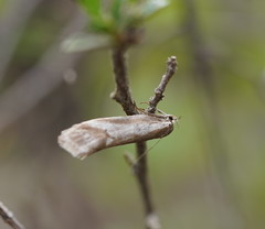 Philobota ellenella