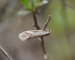 Philobota ellenella