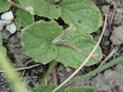 Image of Round Koenana (Diclis rotundifolia) by no rights reserved