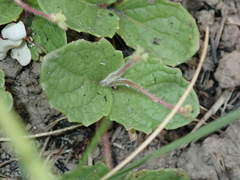 Diclis rotundifolia
