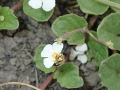 Diclis rotundifolia