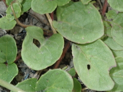 Diclis rotundifolia