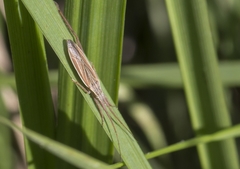 Trigonotylus pulchellus