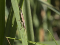 Trigonotylus pulchellus