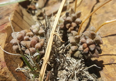 Anacampseros subnuda