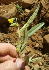 Hermannia lancifolia