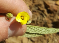 Hermannia lancifolia