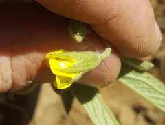 Hermannia lancifolia