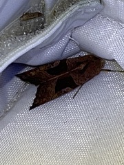 Phlogophora wollastoni