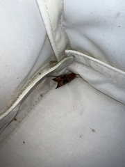 Phlogophora wollastoni