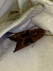 Phlogophora wollastoni