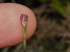 Caladenia minor