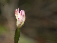 Caladenia minor