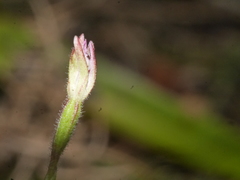 Caladenia minor