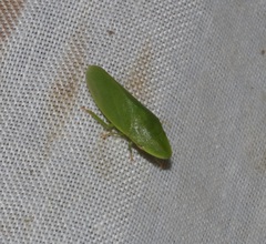 Petalocephala
