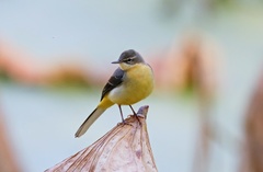 Motacilla cinerea