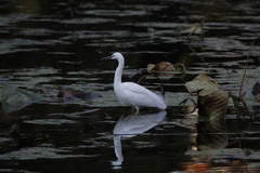 Egretta garzetta