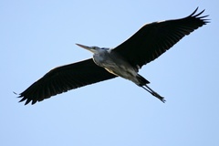 Ardea cinerea